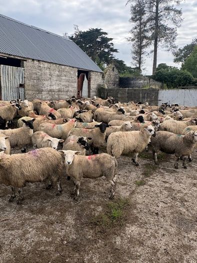 120 store lambs (32-37kg)