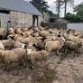120 store lambs (32-37kg) Image 2