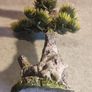 Bonsai Tree - Medium C Aquarium decoration Image 2