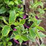 130 flowering plants to clear. Image 8