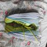 Hoka Rocket - Carbon Plate 60km / Size 9.5 Image 3