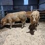 Beef heifers Image 10