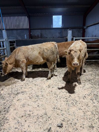Beef heifers