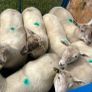 Ewe hoggets for sale Image 3