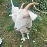 goat Image 2
