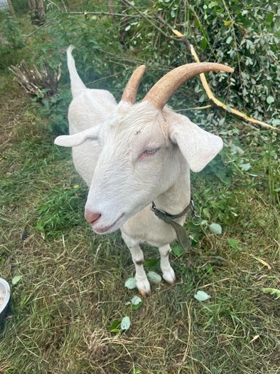goat