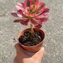plant Image 3
