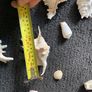 Shells Image 5