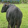 10 AAX bull wealings for sale Image 2