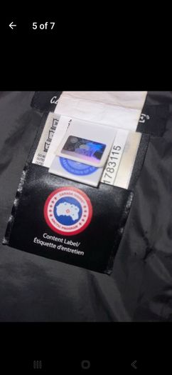 canada goose