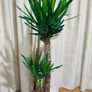 Yucca in 24cm pot and 140cm in height Image 3