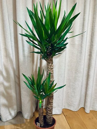 Yucca in 24cm pot and 140cm in height