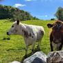Irish Moiled Cow Image 3