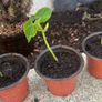 Plants Beans Image 3