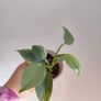 Philodendron Silver Sword lost Variegation Image 2