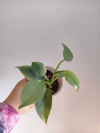Philodendron Silver Sword lost Variegation