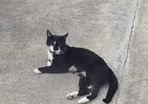 male cat for adoption
