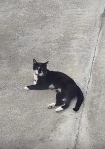 male cat for adoption