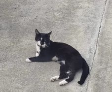 male cat for adoption