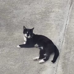 male cat for adoption