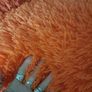 Fab fluffy orange cushions Image 3