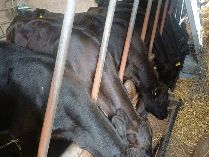 Angus weanlings