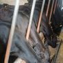 Angus weanlings Image 3