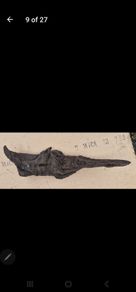 bog oak