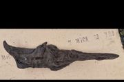 bog oak