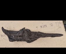 bog oak