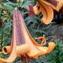 African Queen Lily bulb - 2 available Image 3