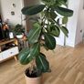 Large Ficus Elastica / Rubber Plant with decorative pot 160cm height Image 2