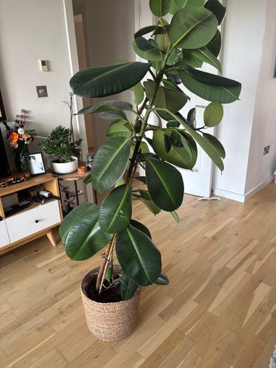 Large Ficus Elastica / Rubber Plant with decorative pot 160cm height
