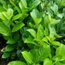 Laurel Hedging Image 2