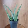 Aloe Vera plant Image 2