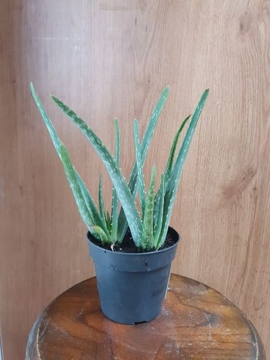 Aloe Vera plant