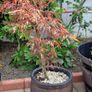 Potted japanese acer Image 5
