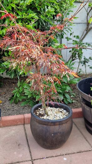 Potted japanese acer
