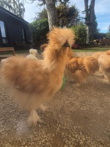 Silkie rooster