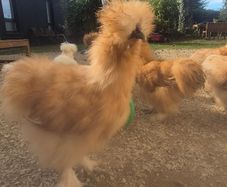 Silkie rooster