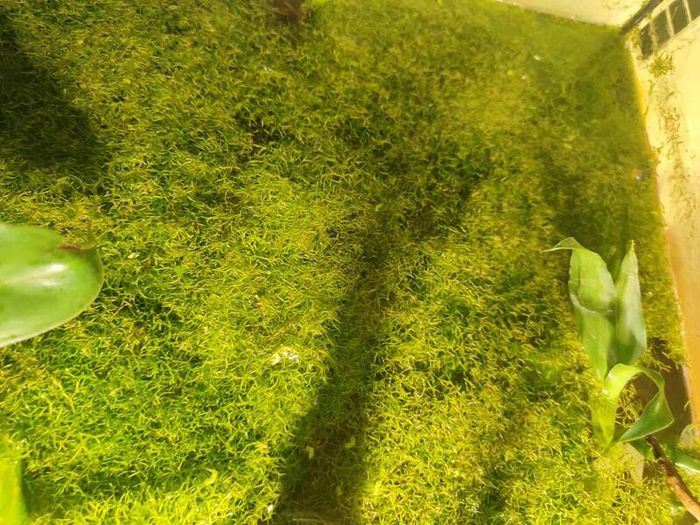 moss aquarium