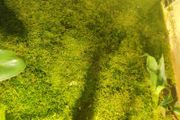 moss aquarium