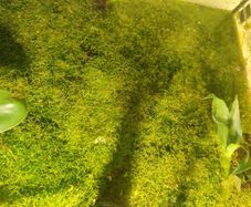 moss aquarium