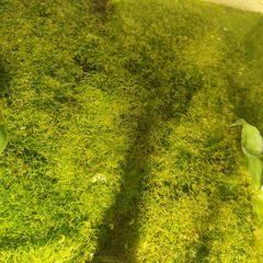 moss aquarium