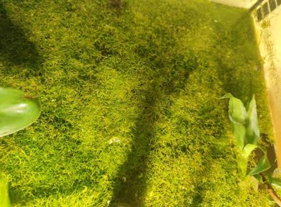 moss aquarium