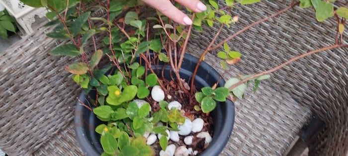 Hypericum, 10 plants in one pot