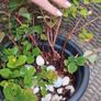 Hypericum, 10 plants in one pot Image 4