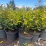 Sarcococca plants Image 4