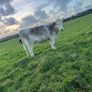Heifers Image 2