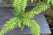 tree ferns - dicksonia antarctica